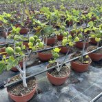 Figovník obyčajný (Ficus carica) ´BROWN TURKEY´ – výška 20–30 cm, kont. C2,6L – BONSAJ (deco misa)